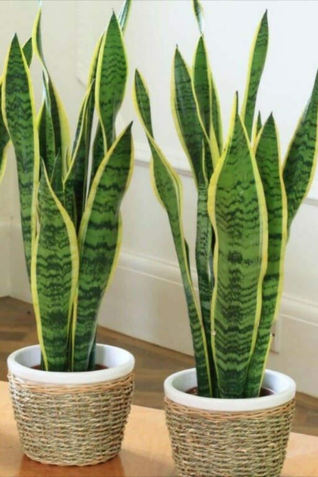 Rooted Sansevieria Laurentii Pups with starter pots (Snake Plant) | Plants, Plant decor, Indoor plants