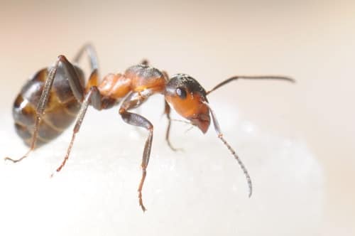 how to get rid of sugar ants