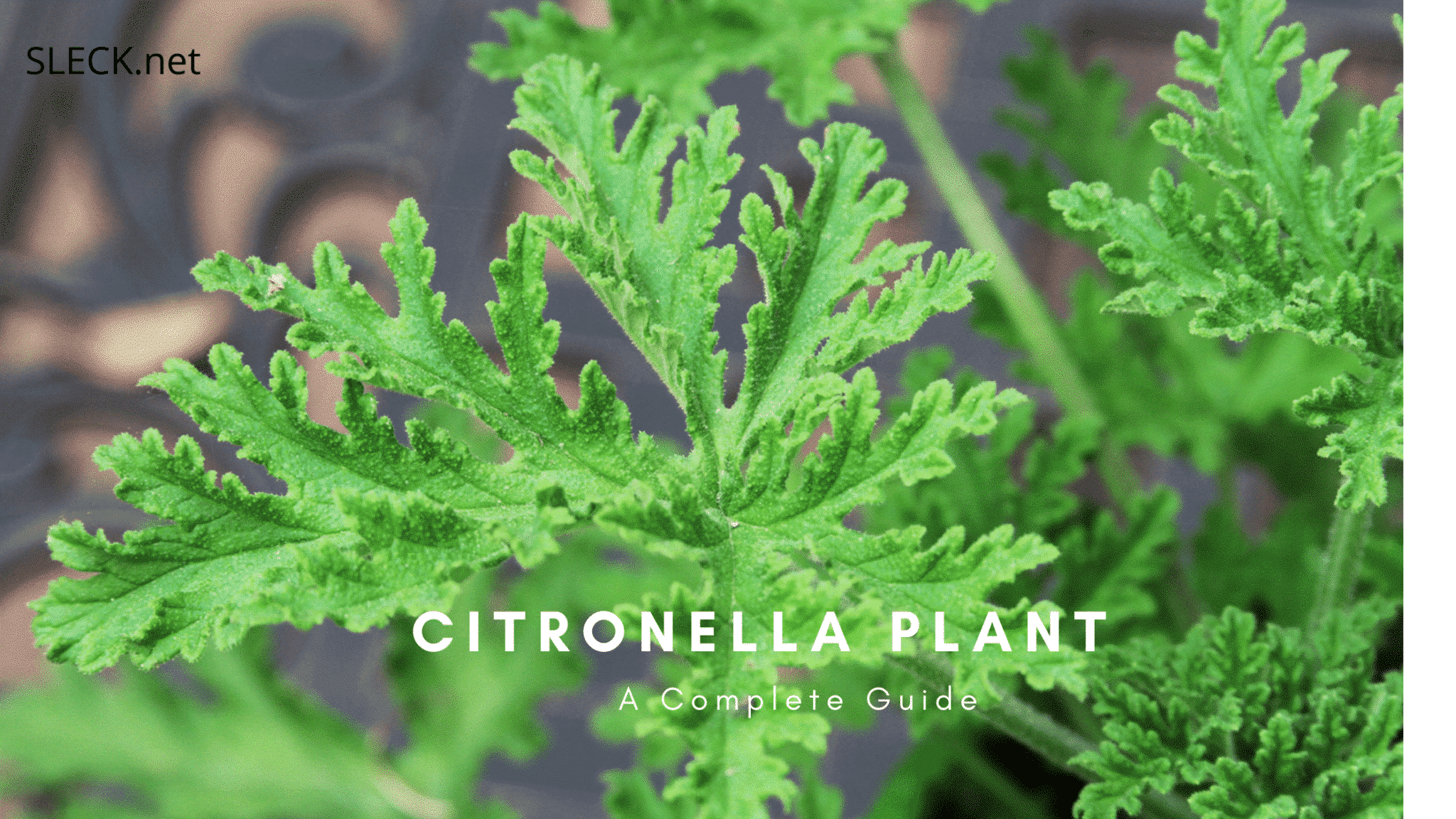 Citronella Plant