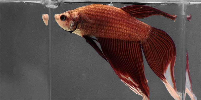 How Often Do You Feed A Betta Fish | Everything You Need To Know | SLECK