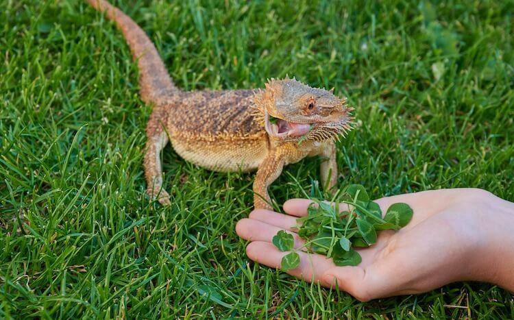 what to feed a baby bearded dragon