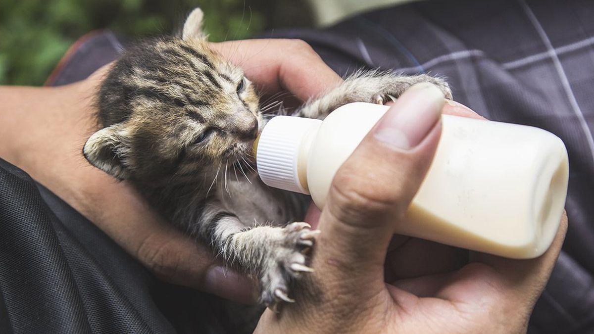 How to feed a newborn kitten