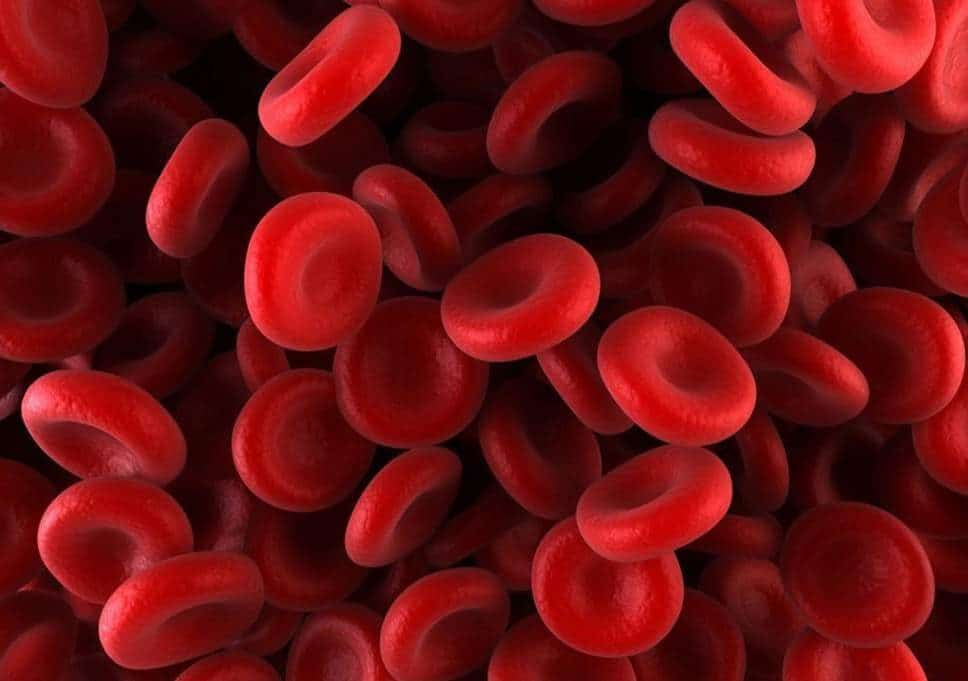 Chlorophyll and blood regeneration increase hemoglobin and iron