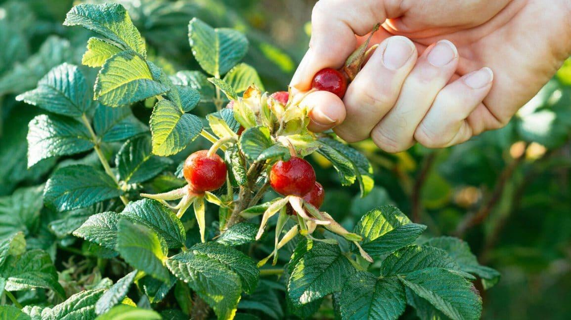 Rose Hips: Benefits, Forms, Uses, and Side Effects