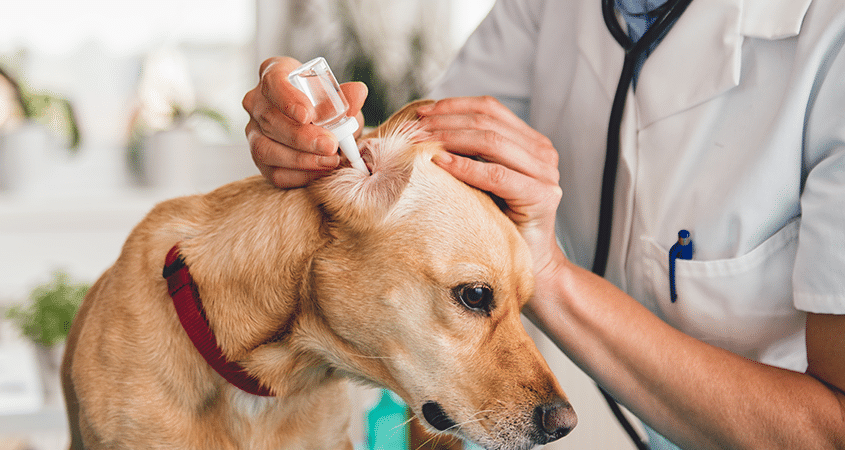  Home Remedies For Dog Ear Infection