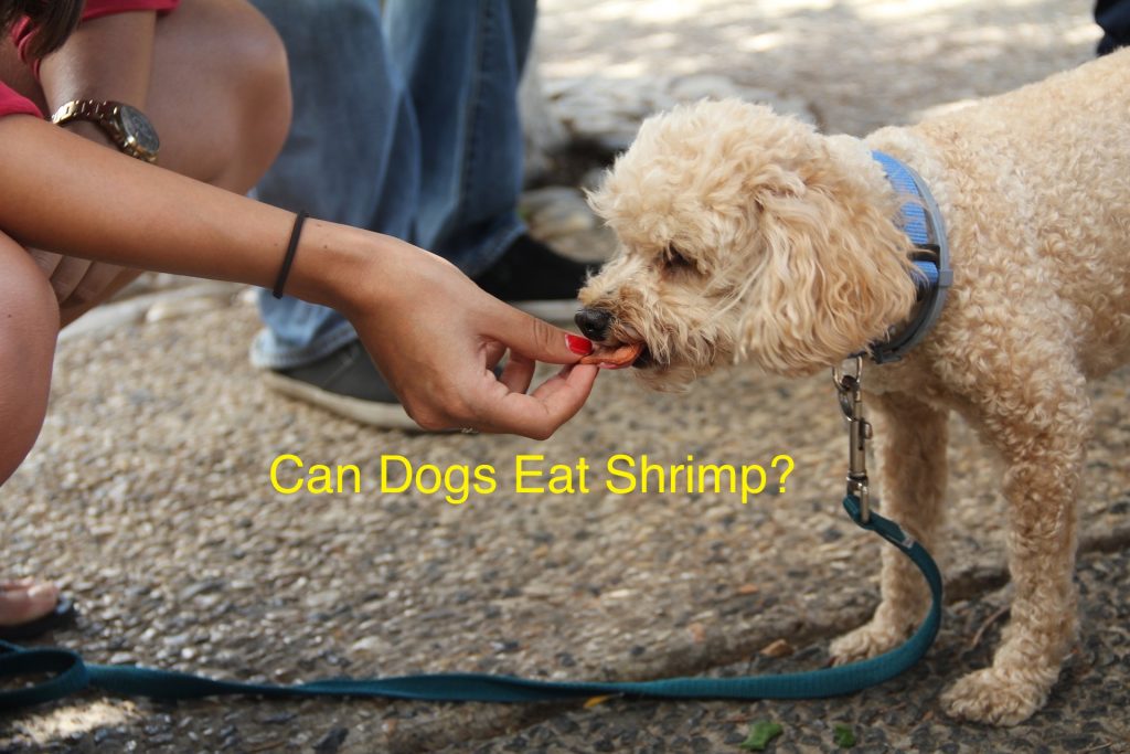 can dogs eat cottage cheese