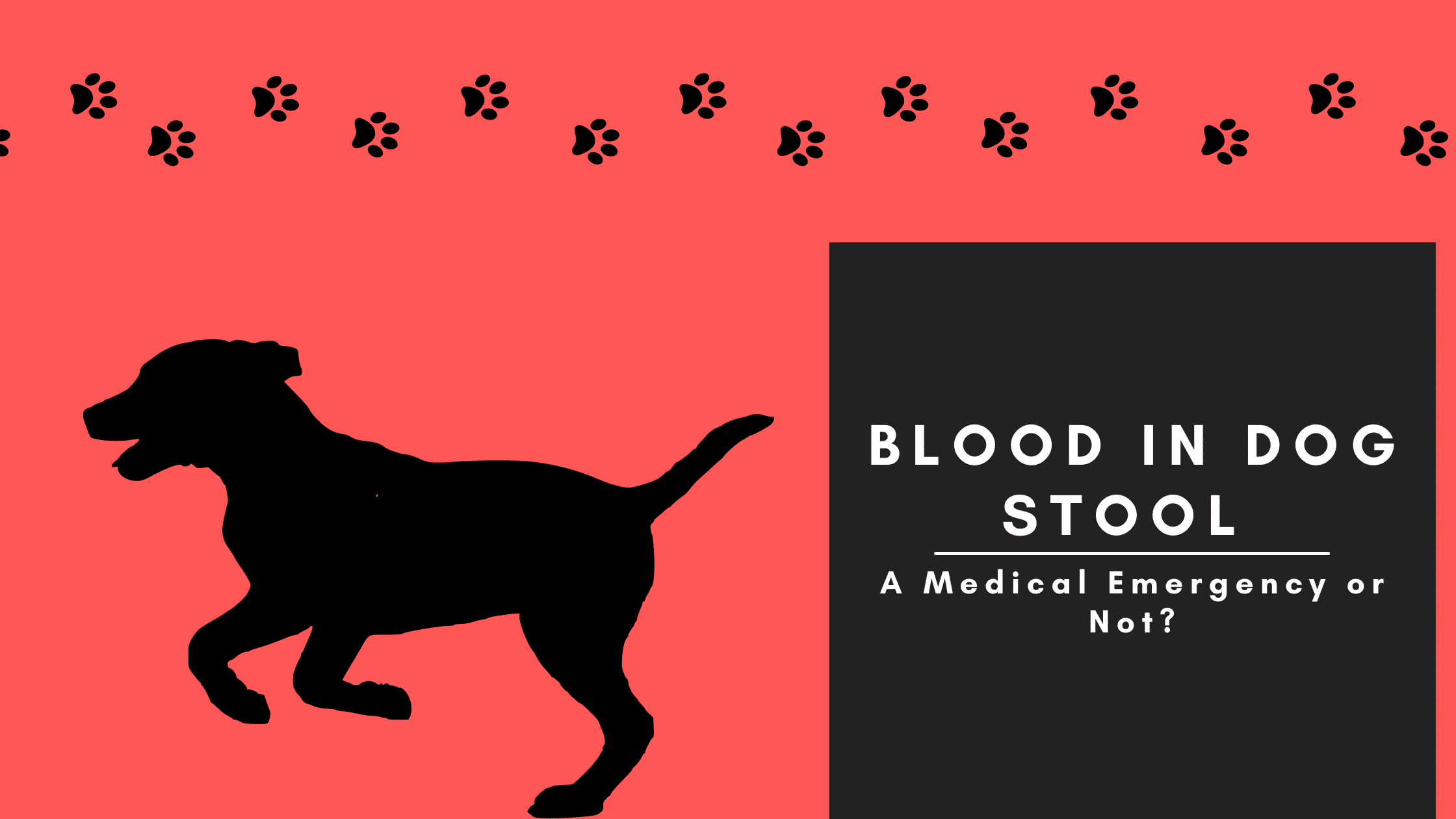 blood-in-dog-stool-a-medical-emergency-or-not