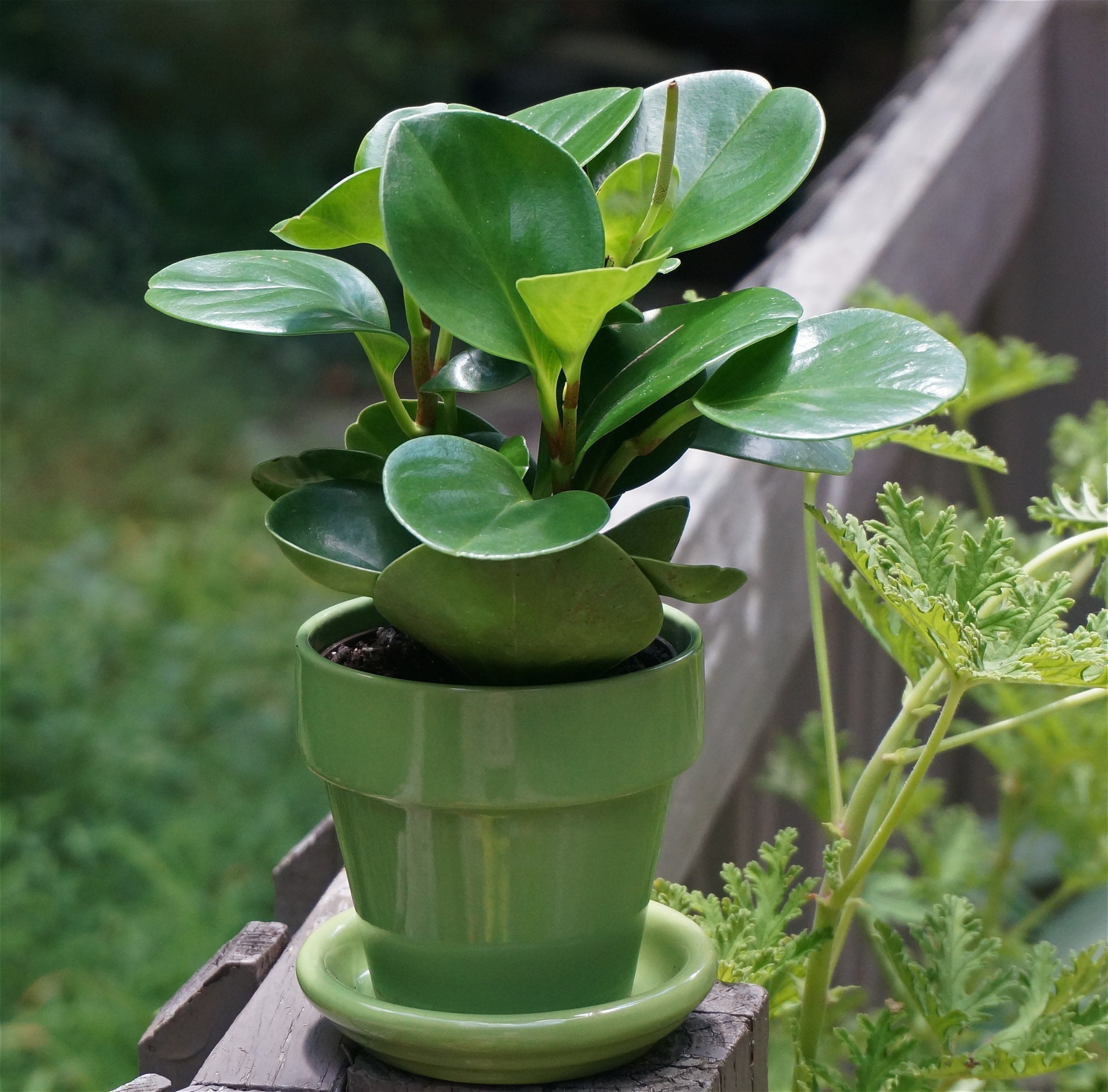 peperomia, pot plant, indoor