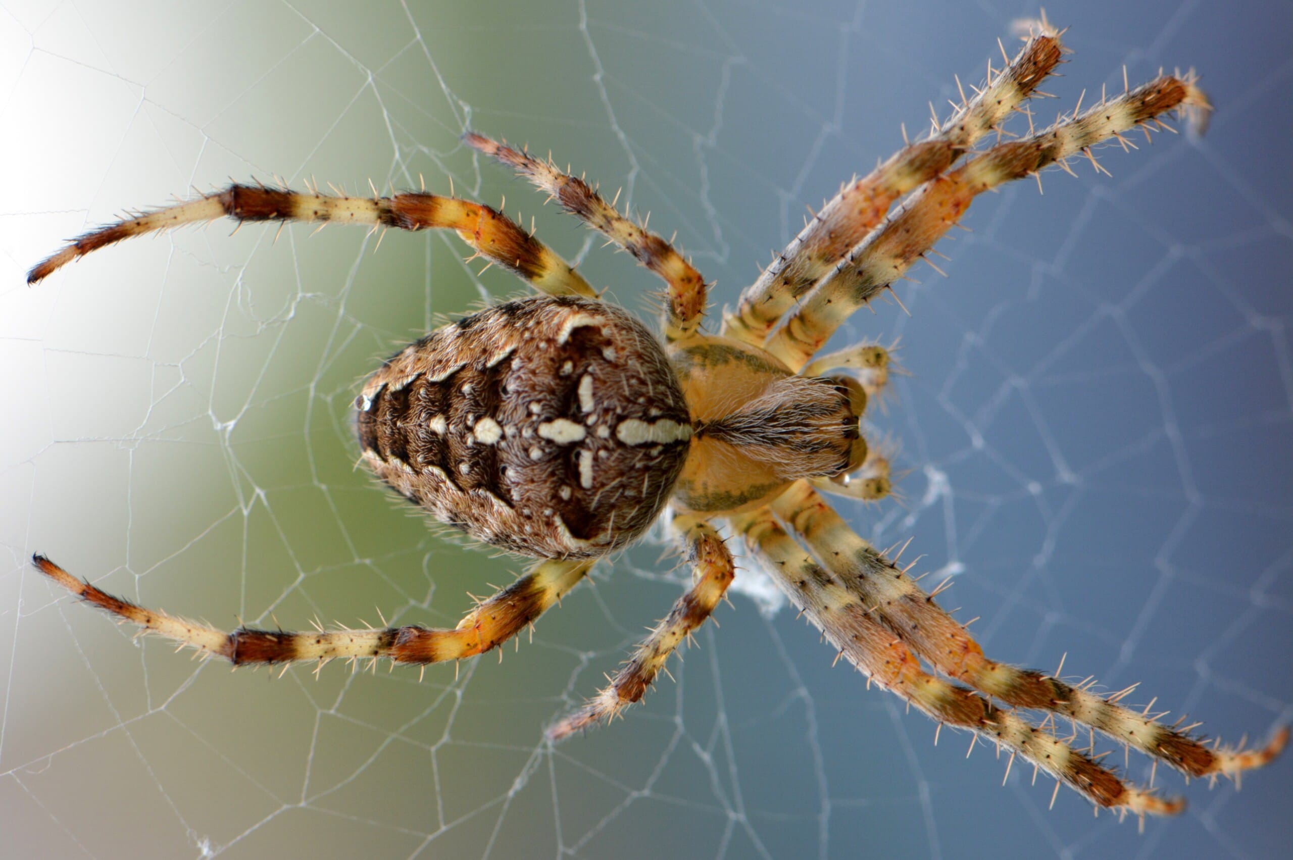 spider, animal, cobweb