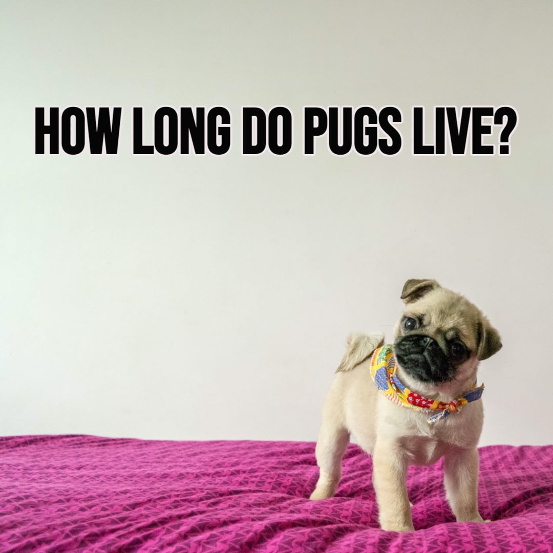 How Long Do Pugs Live
