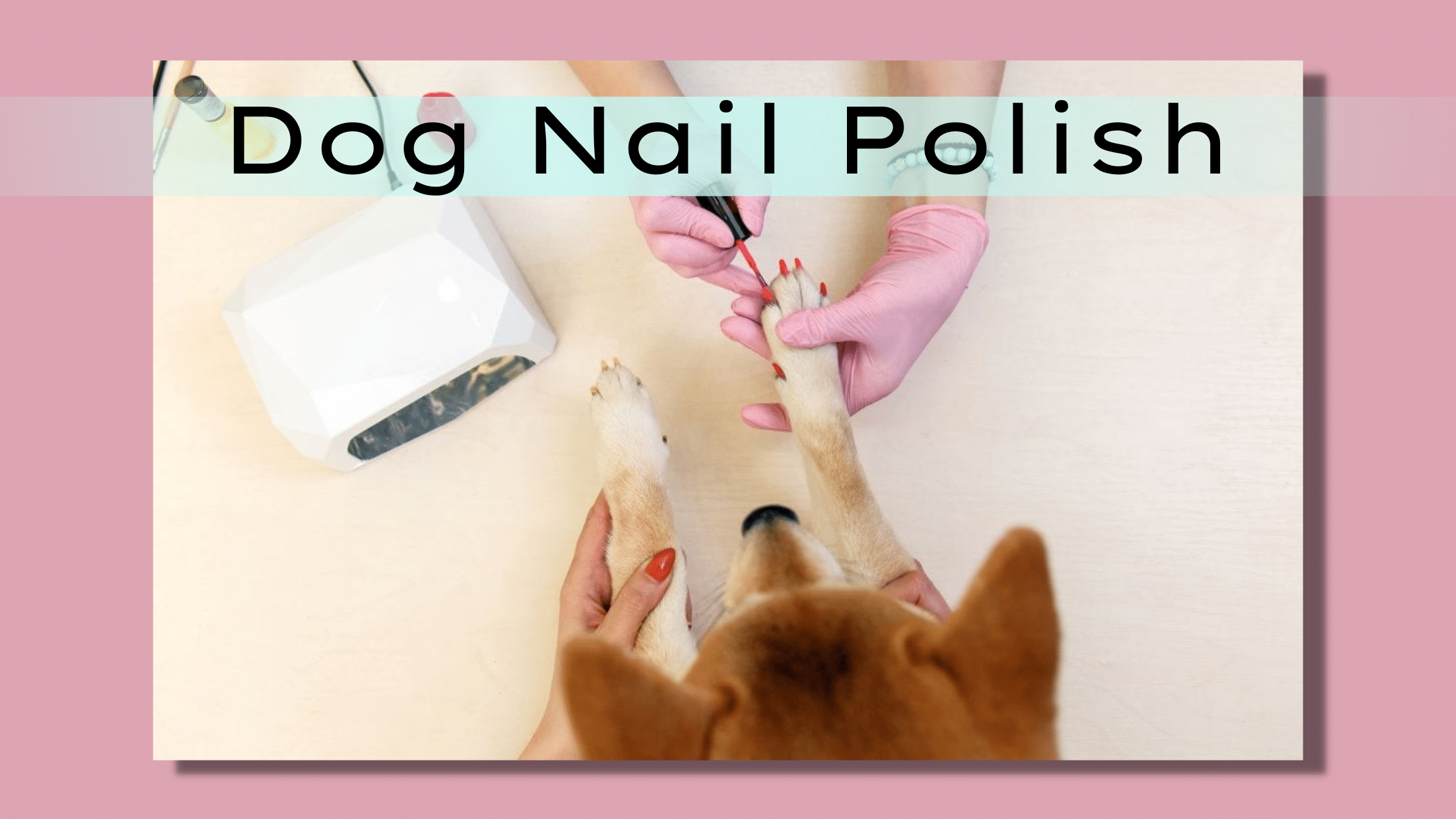 dog nail polish