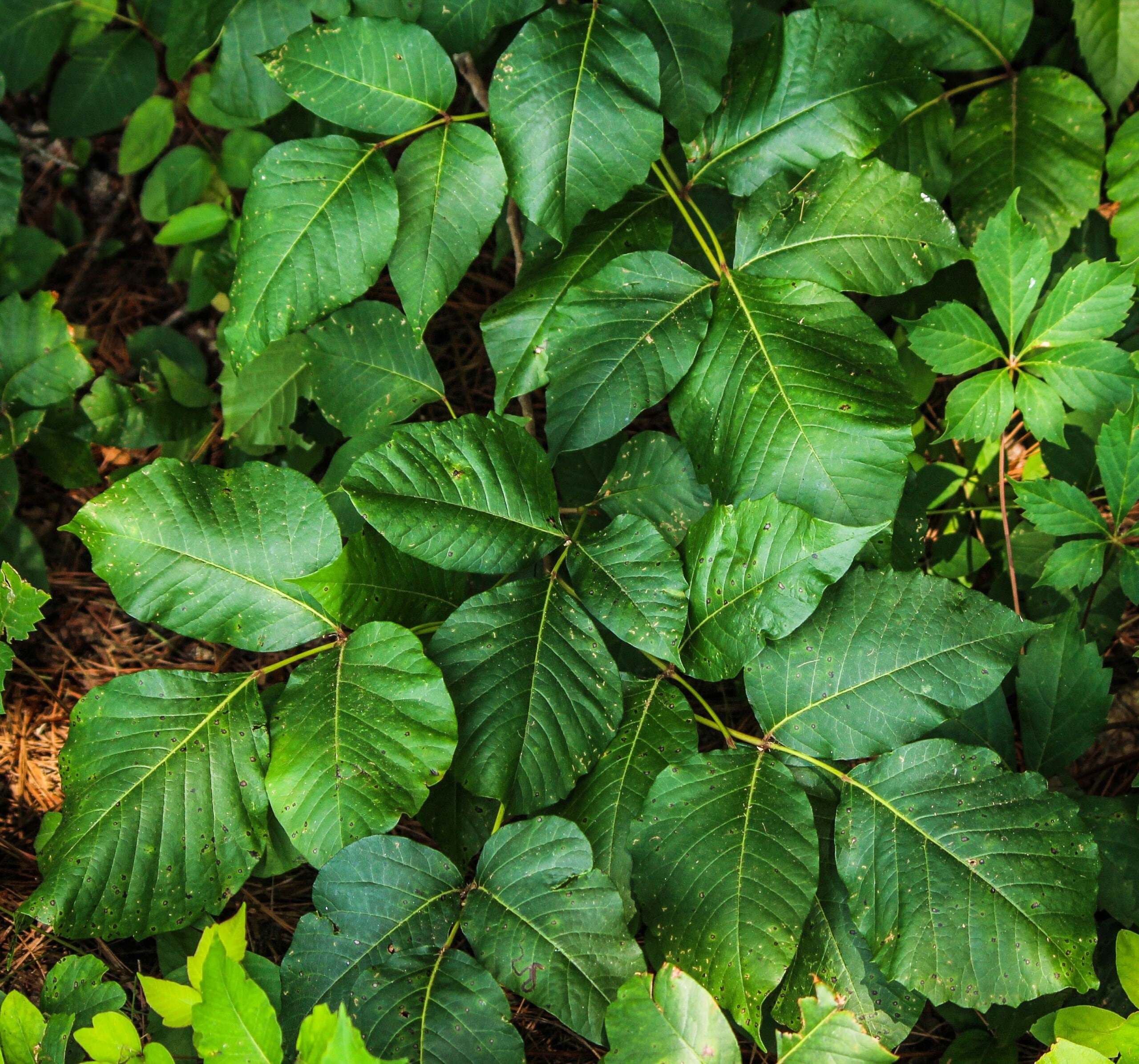 poison ivy, toxicodendron radicans, itching