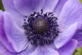 crown anemone, flower, blue
