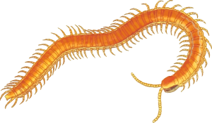 arthropod, centipede, myriapoda