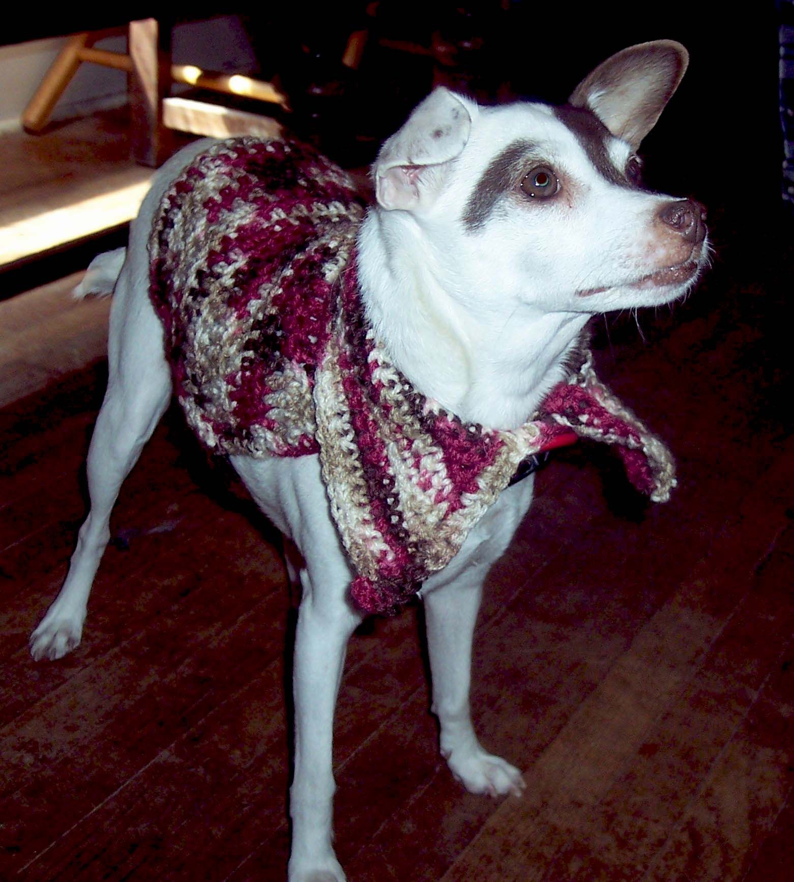 rat terrier, terrier, dog coat