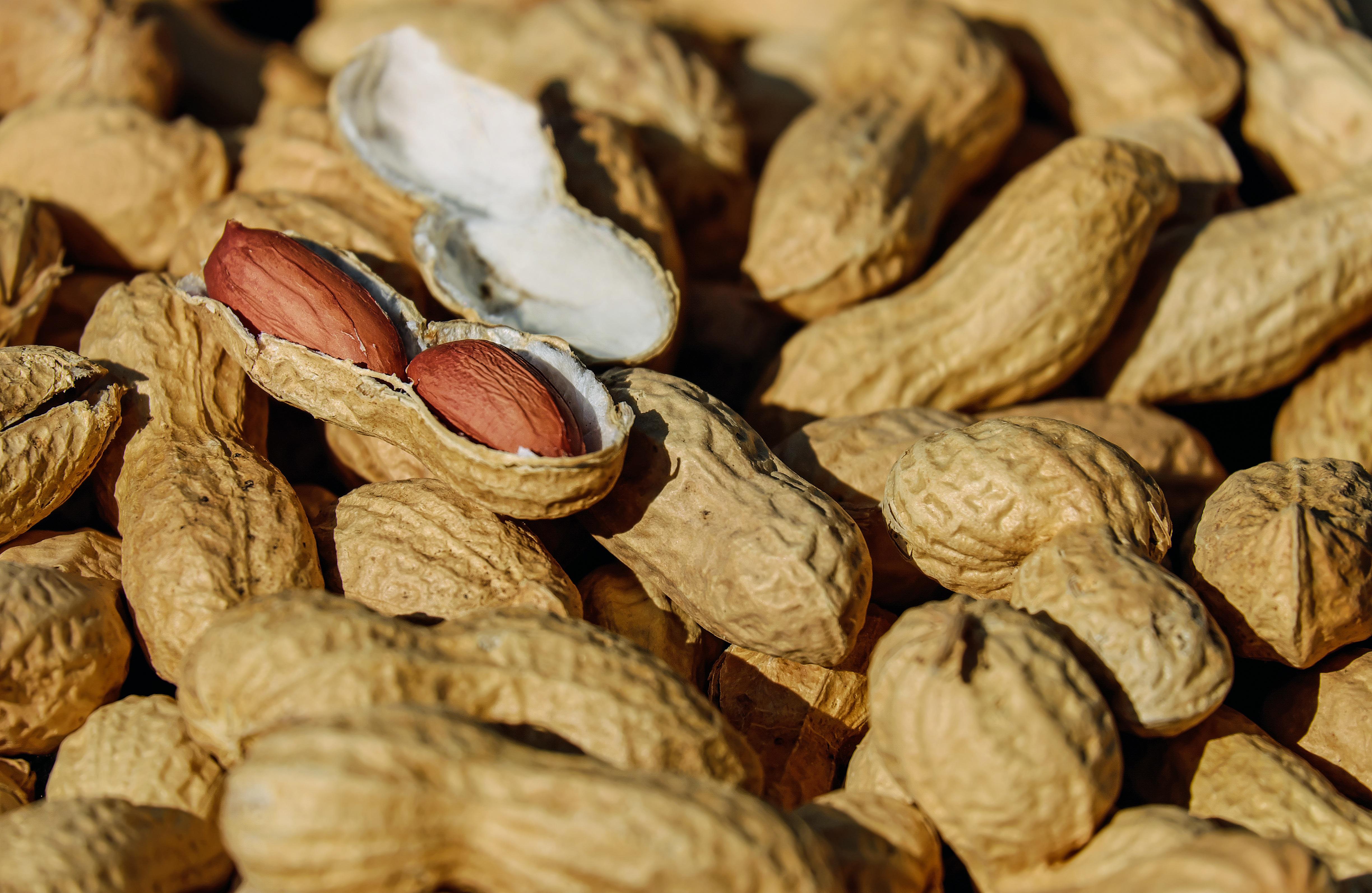 nuts, peanuts, roasted